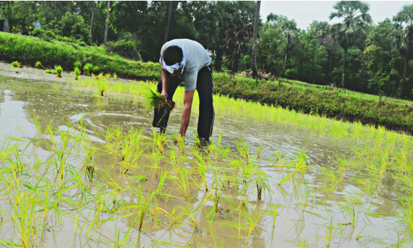 Sustainable Livelihood