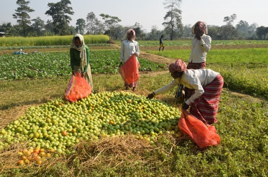 Sustainable Livelihood