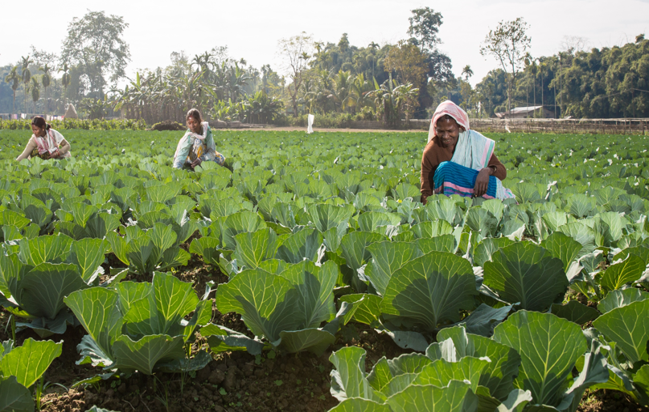 Sustainable Livelihood